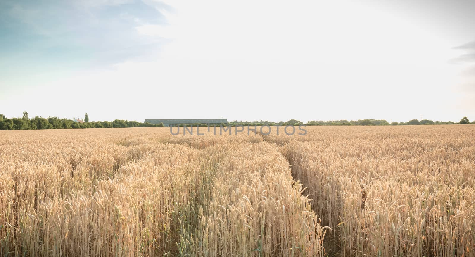 wheat field matured just before the harvest in France