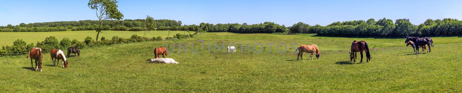 Beautiful panorama of grazing horses on a green meadow during sp by MP_foto71