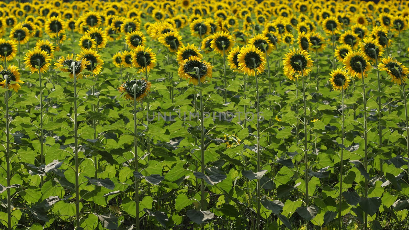 Sunflower field rear view at outdoor