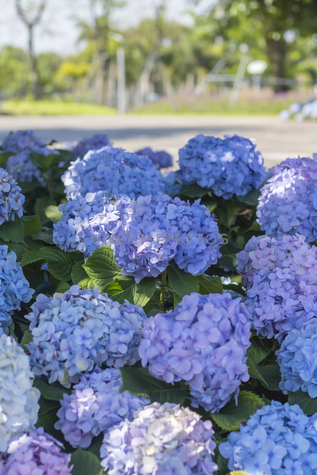 a lot of purple flowers in the garden