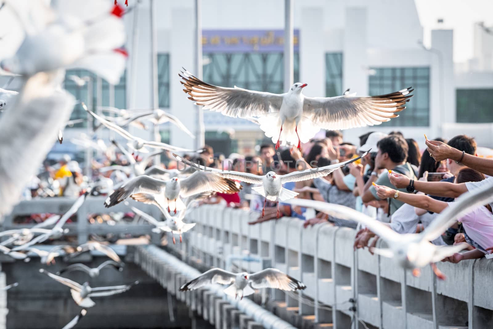 Samut Prakarn, Thailand - December 29, 2019 : Bang Pu provides habitat for large flocks of migratory seagulls annually in the early winter visitors can enjoy with feeding thousands of seagulls