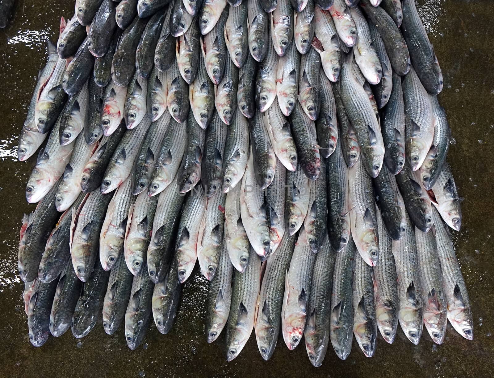 A large pile of grey mullet fish at a popular fish market