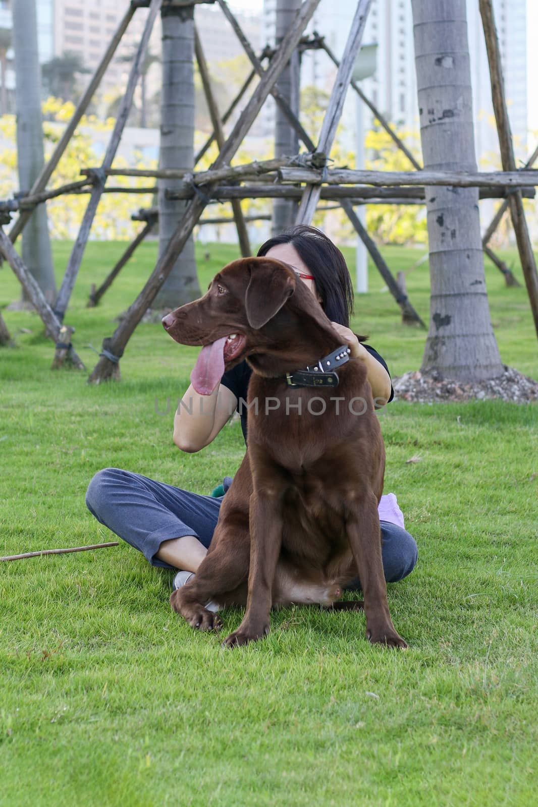 a dog golden retriever in the park by tang9555