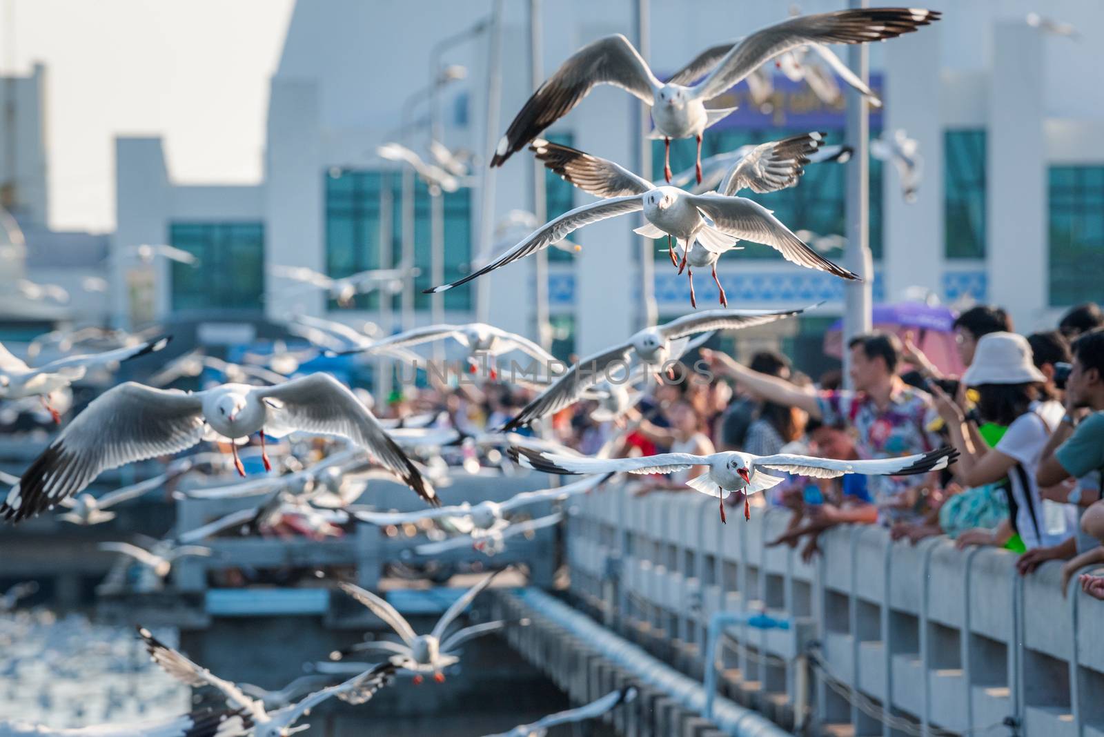 Bang Pu and visitors feeding thousands of seagulls by PongMoji