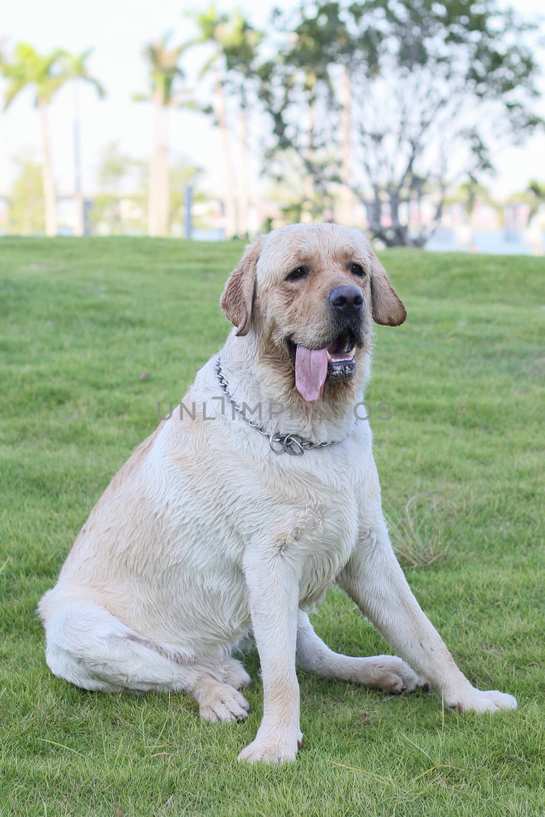 a dog golden retriever in the park by tang9555