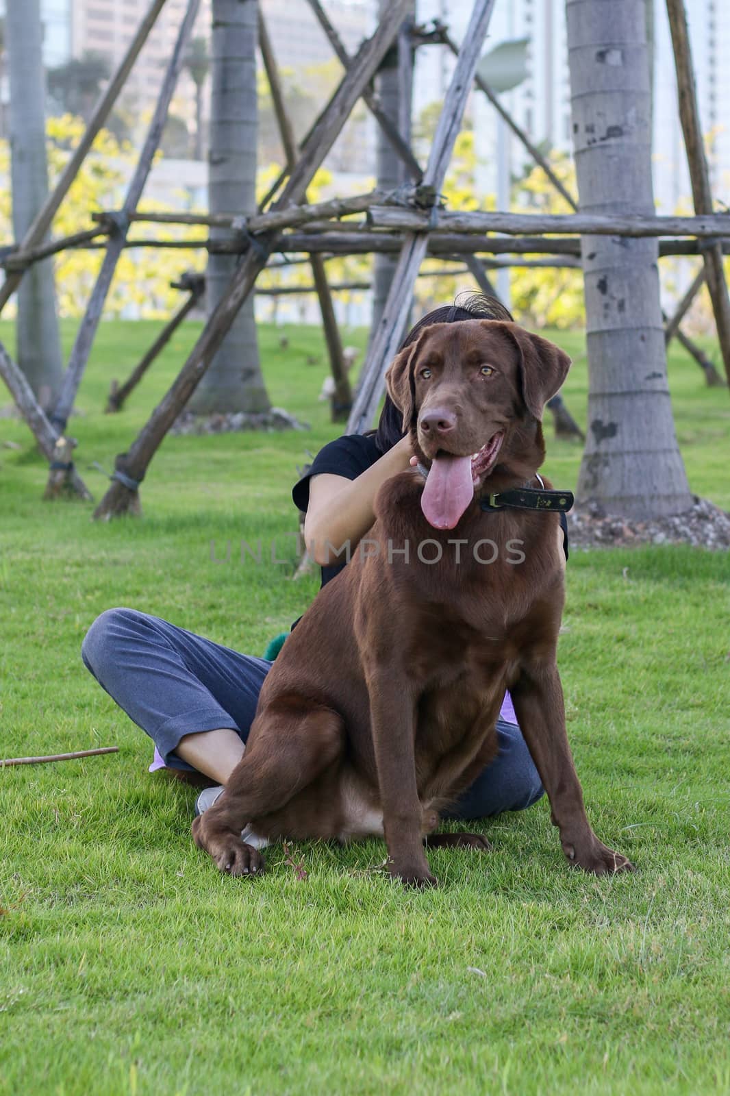 a dog golden retriever in the park by tang9555