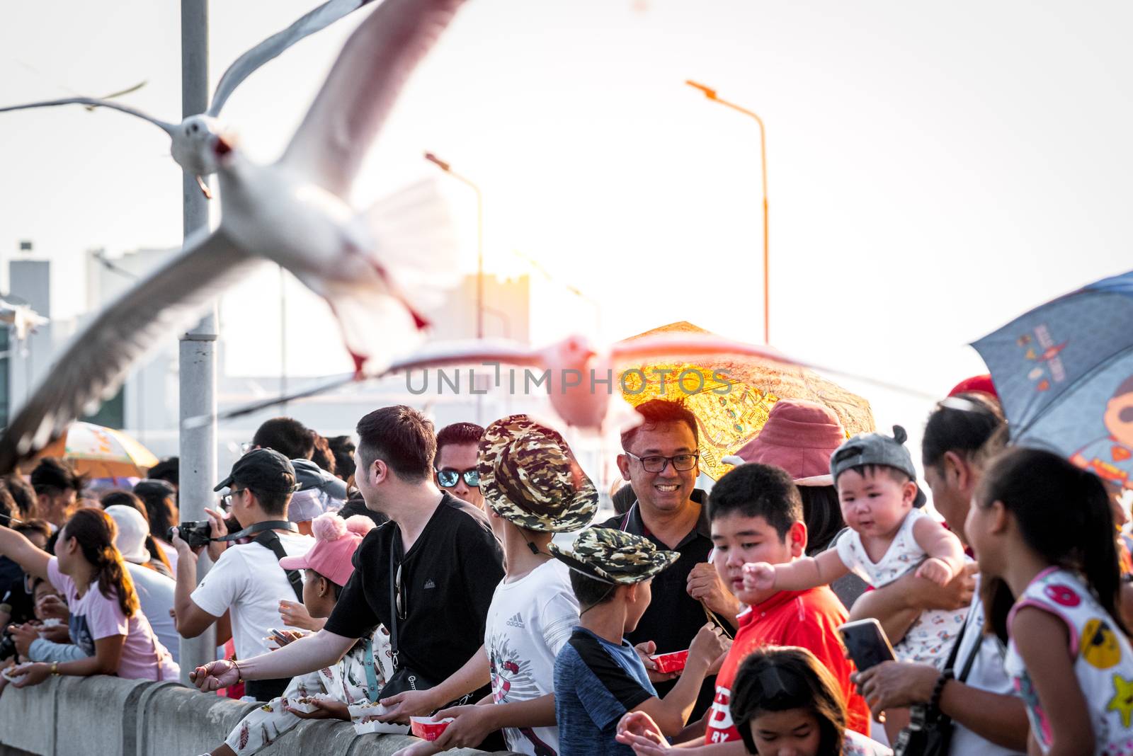 Samut Prakarn, Thailand - December 29, 2019 : Bang Pu provides habitat for large flocks of migratory seagulls annually in the early winter visitors can enjoy with feeding thousands of seagulls