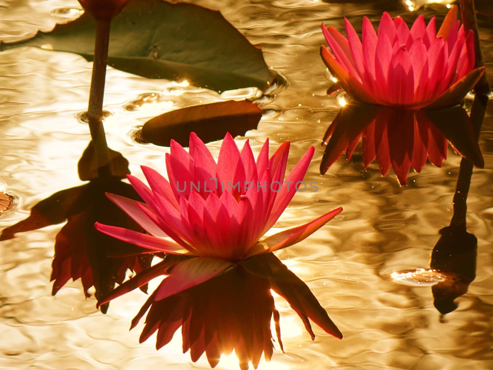 Beautiful lotus flower in full bloom with reflection of the afternoon sun n a quiet pond
