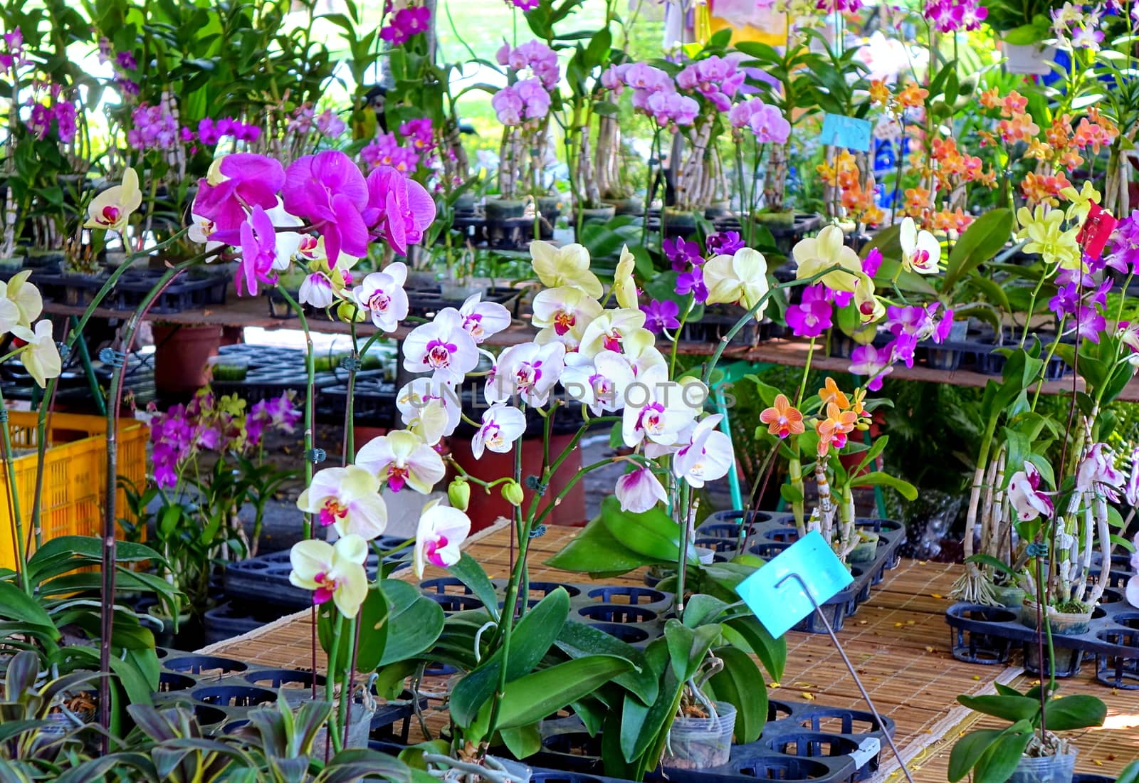 Purple and white orchids of the Phalaenopsis family are sold at a flower market
