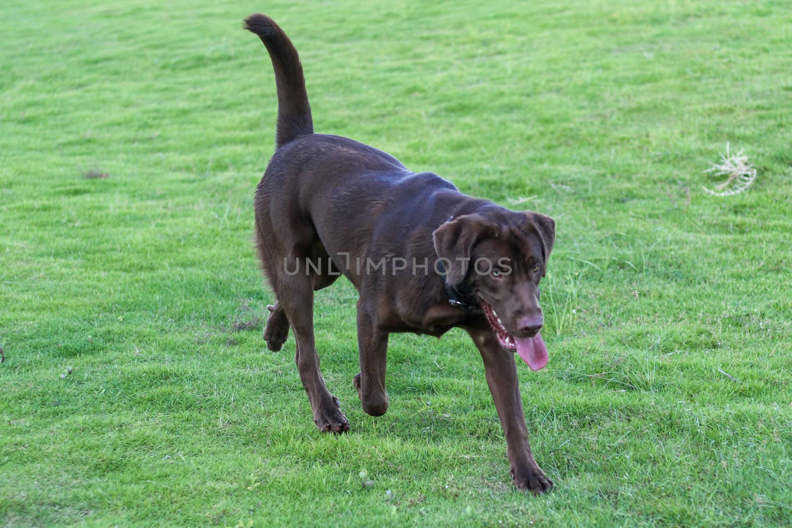 a dog golden retriever in the park