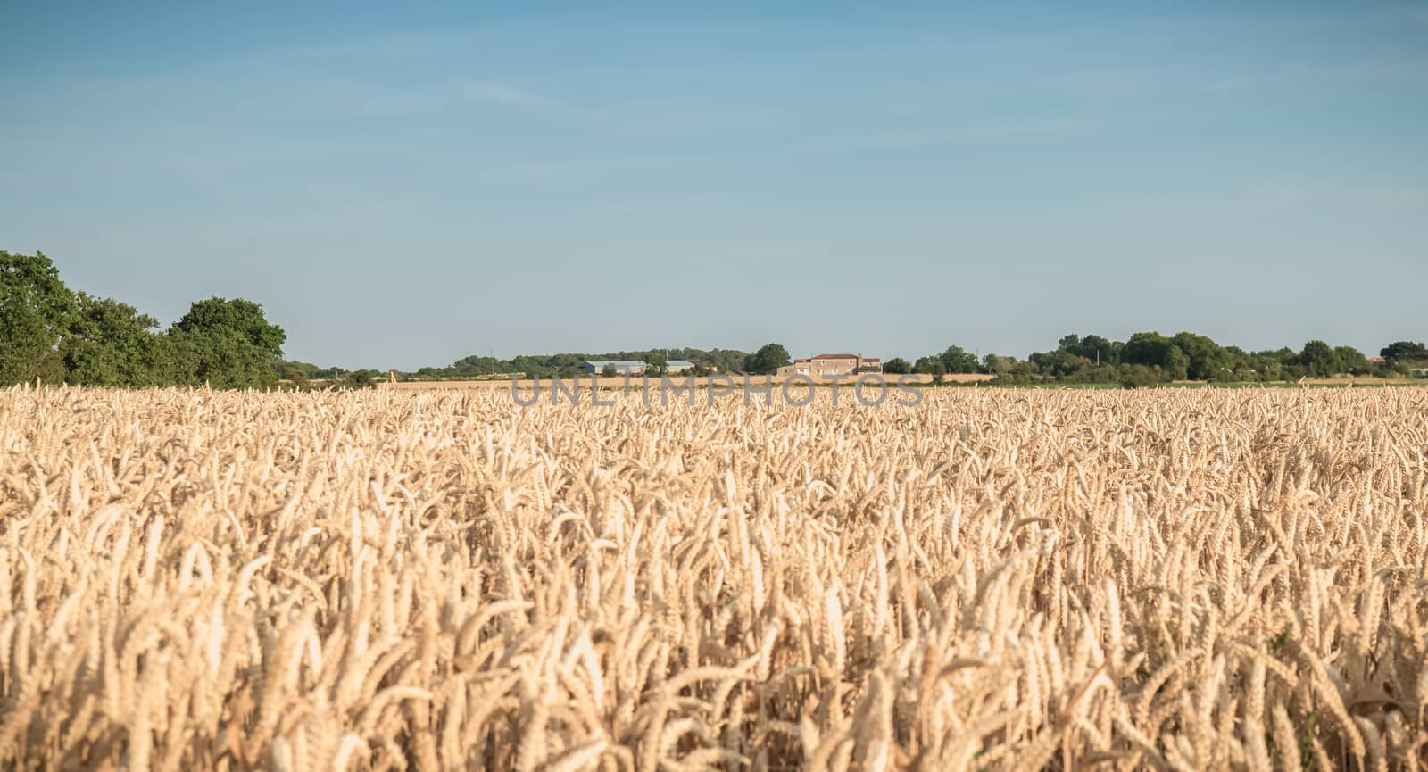 wheat field matured just before the harvest by AtlanticEUROSTOXX