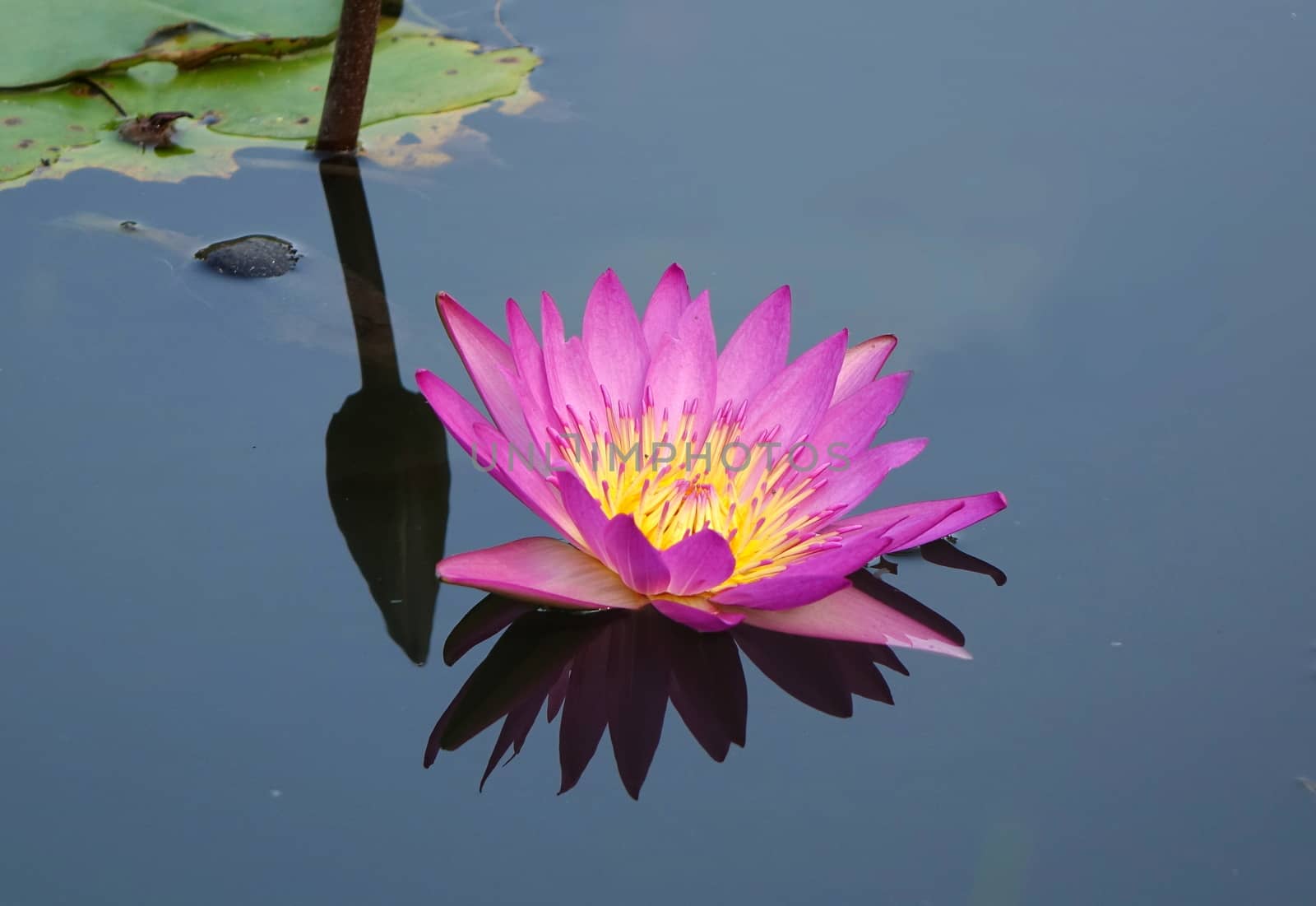 Beautiful lotus flower in full bloom with reflection in a quiet pond
