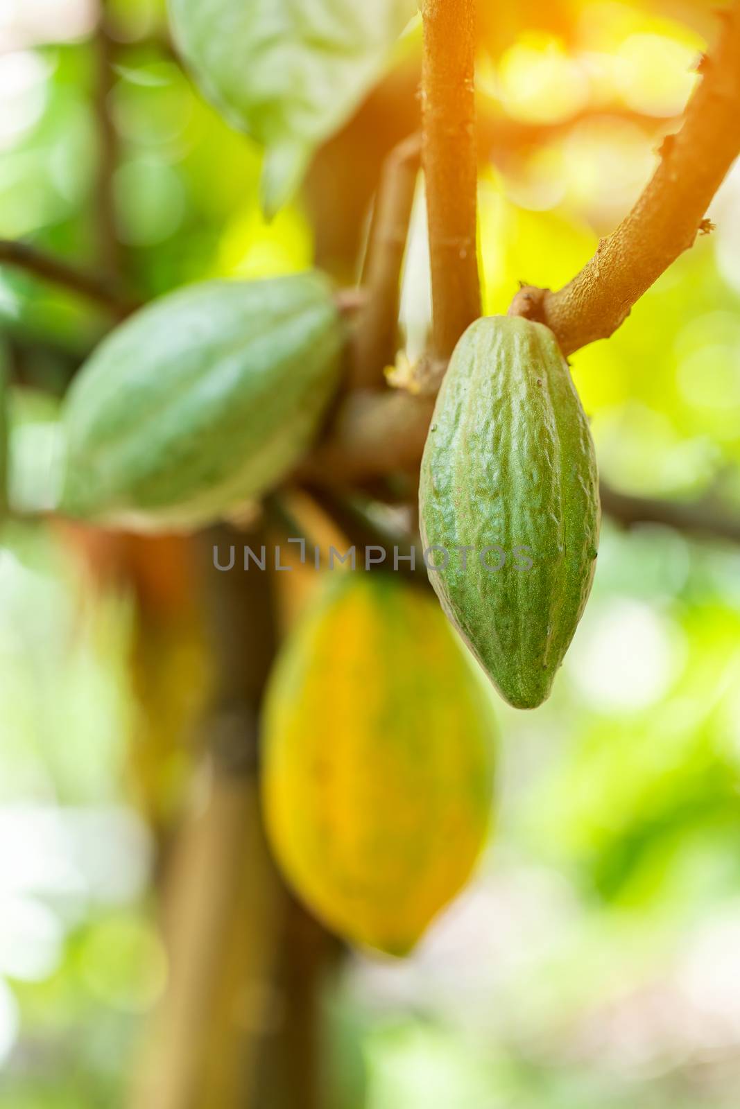 Cacao Tree (Theobroma cacao). Organic cocoa fruit pods in nature by freedomnaruk