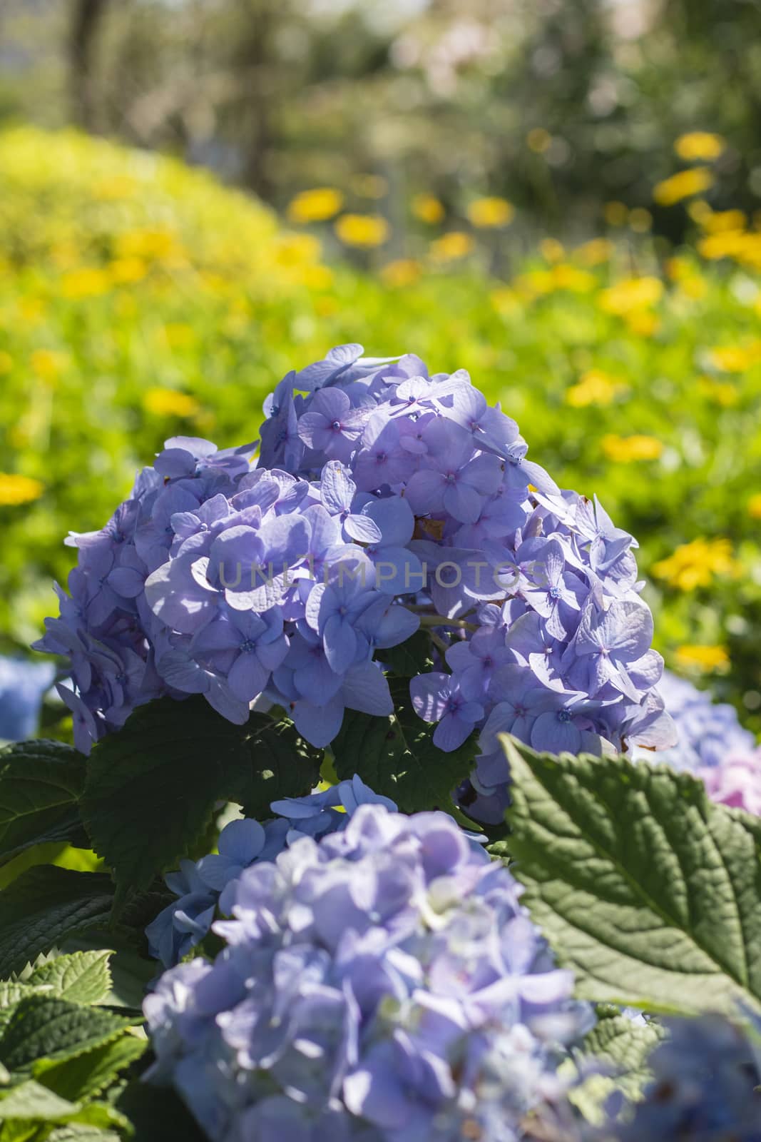 a lot of purple flowers in the garden by tang9555