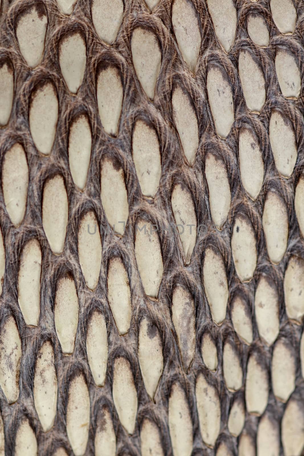 Detail of snake skin belt. A close up of a belt of the most venomous snake King cobra on Bali island in Indonesia. Product from leather workshop. Tanned skin of Ophiophagus hannah. Macrophotography. by Sanatana2008