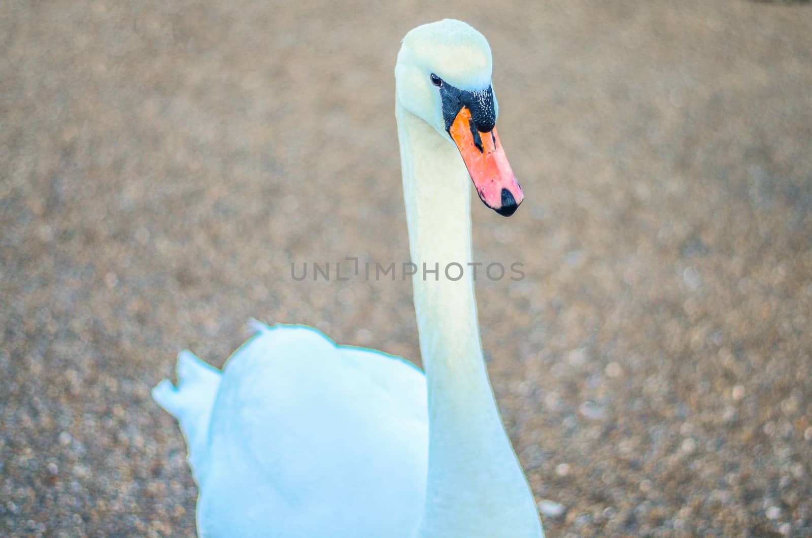Close Portrait of a beautiful  white mute swan