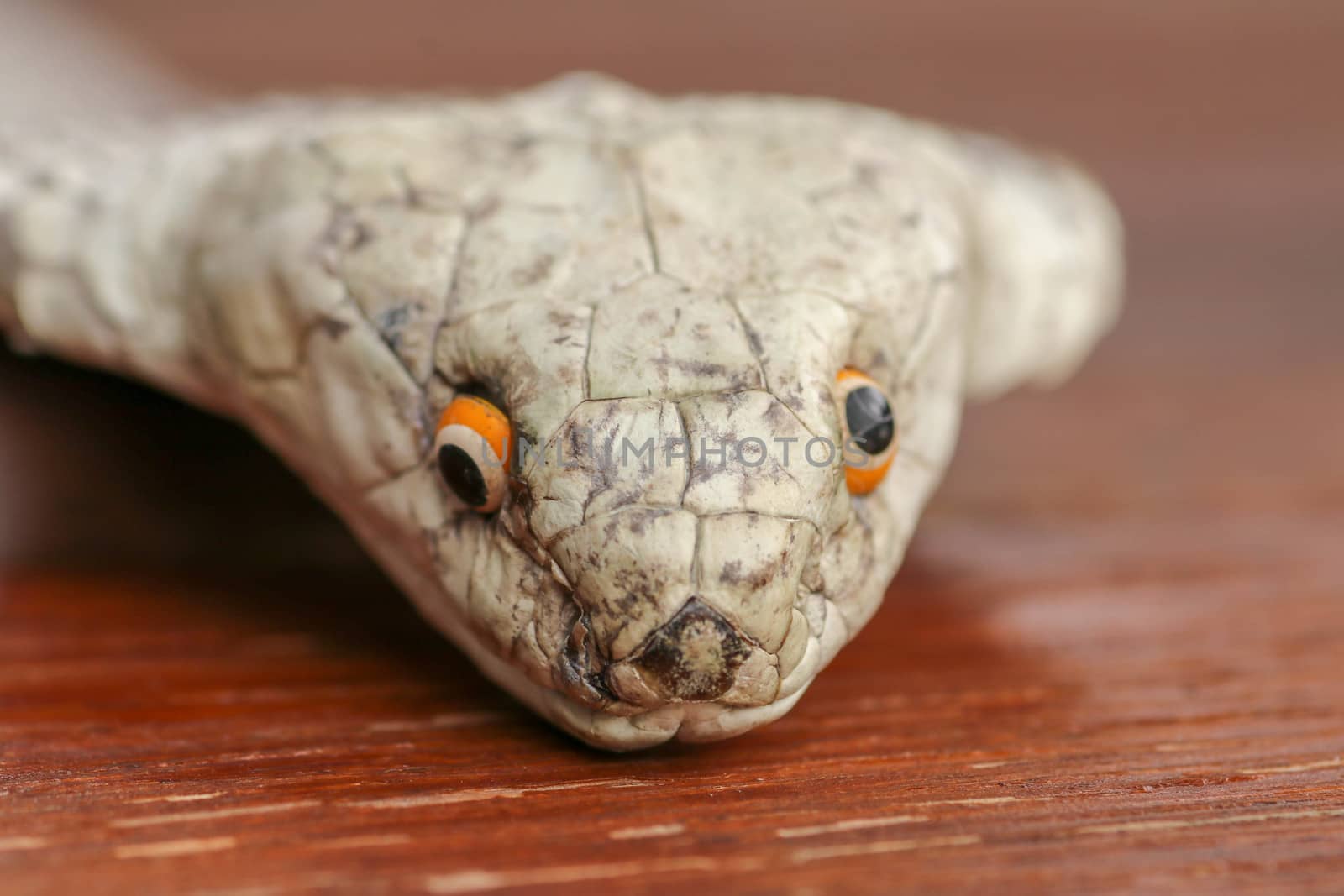 A close up head of a King Cobra. Tanned skin of Ophiophagus hannah. Belt of the most venomous snake on Bali island in Indonesia. Product from leather workshop.