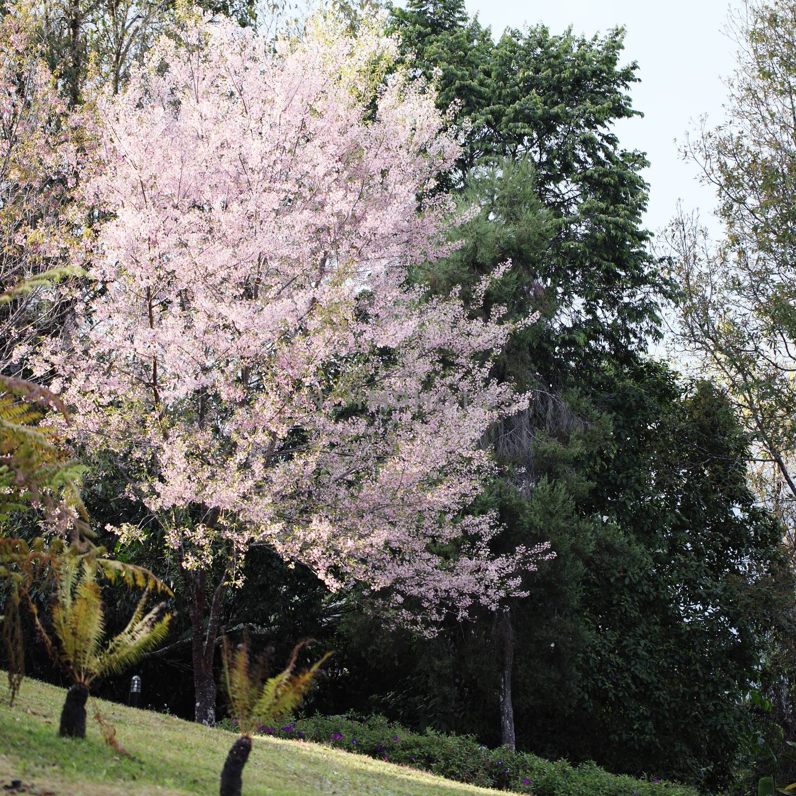 sakura cherry blossom flowers