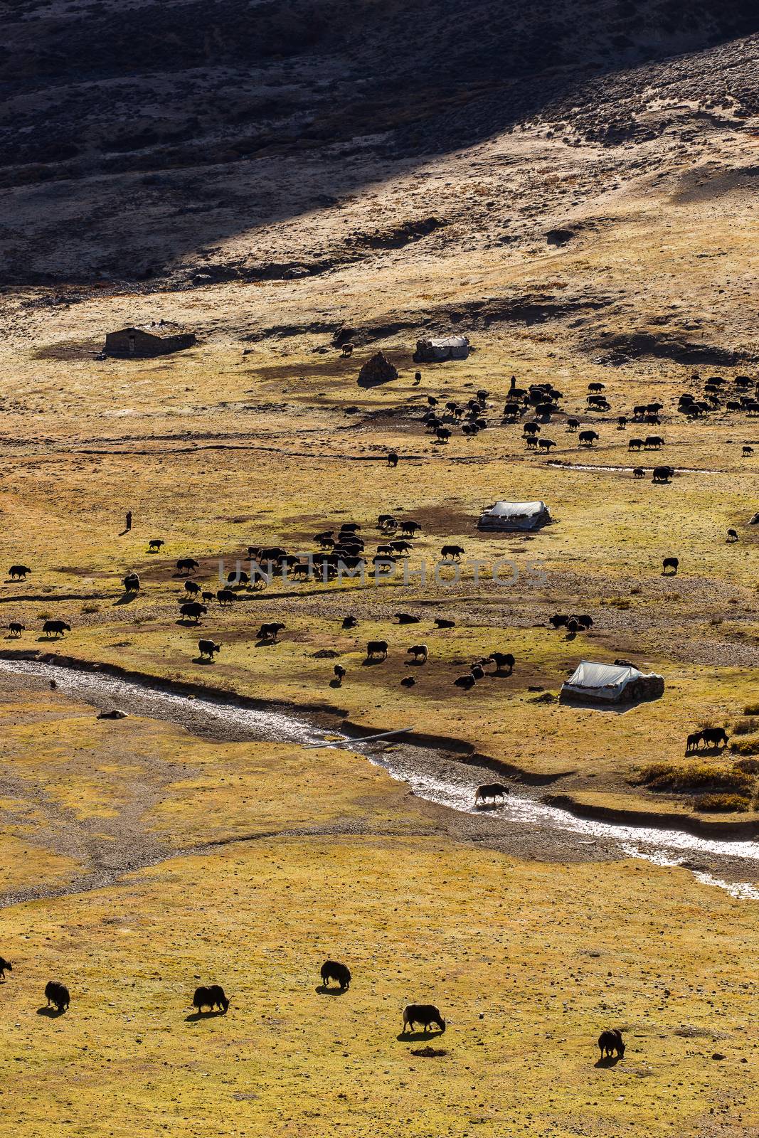 Black yaks graze high in the mountains.