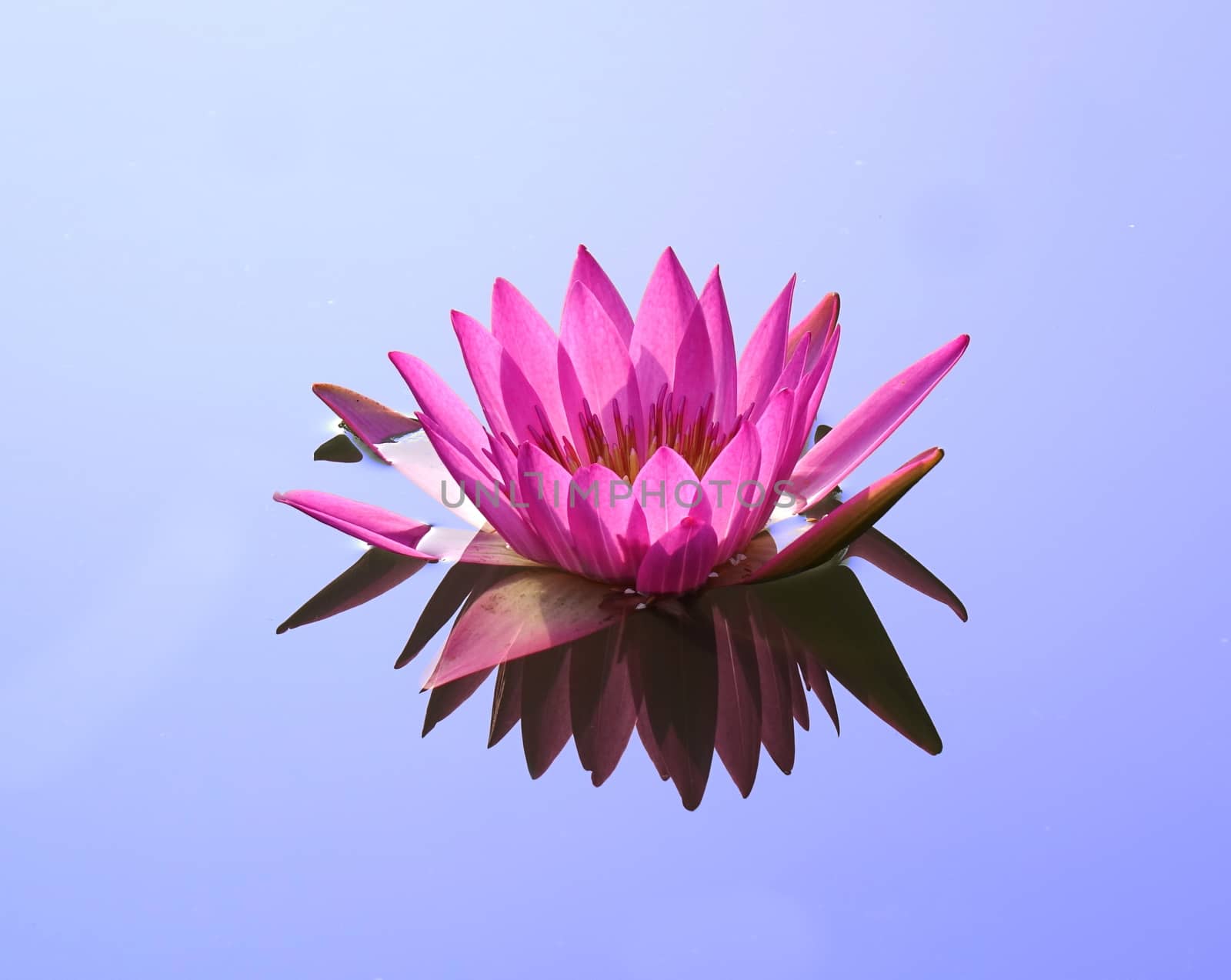 Beautiful lotus flower in full bloom with reflection in a quiet pond