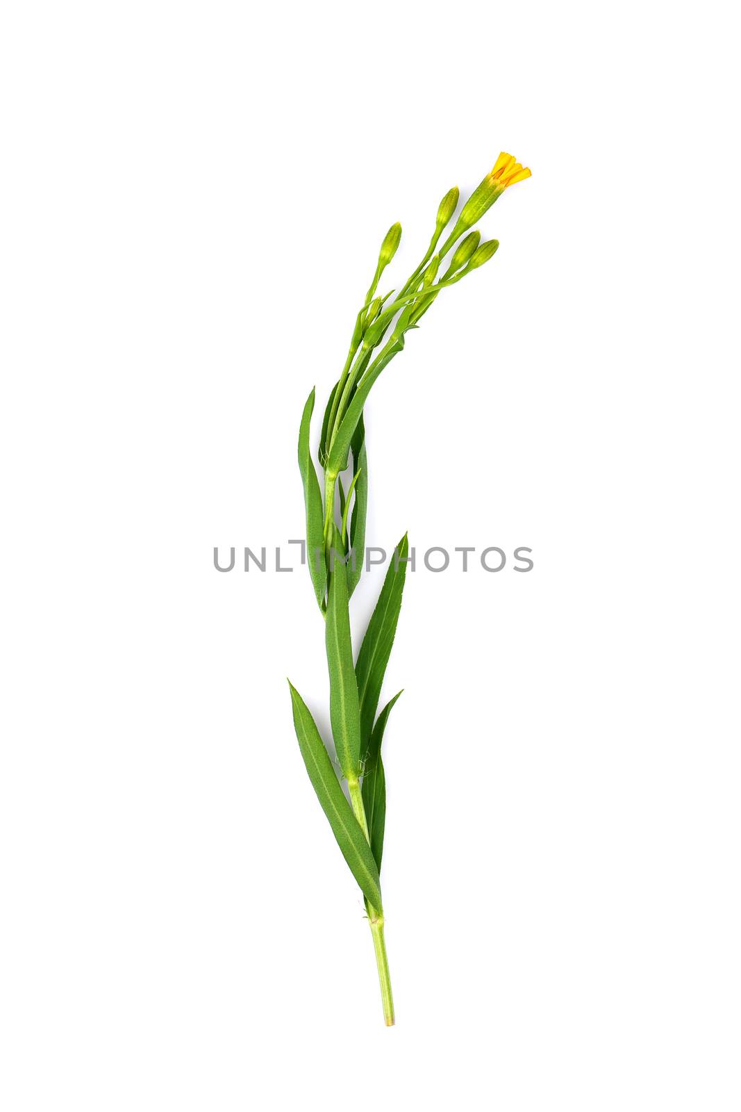 French Tarragon on white background