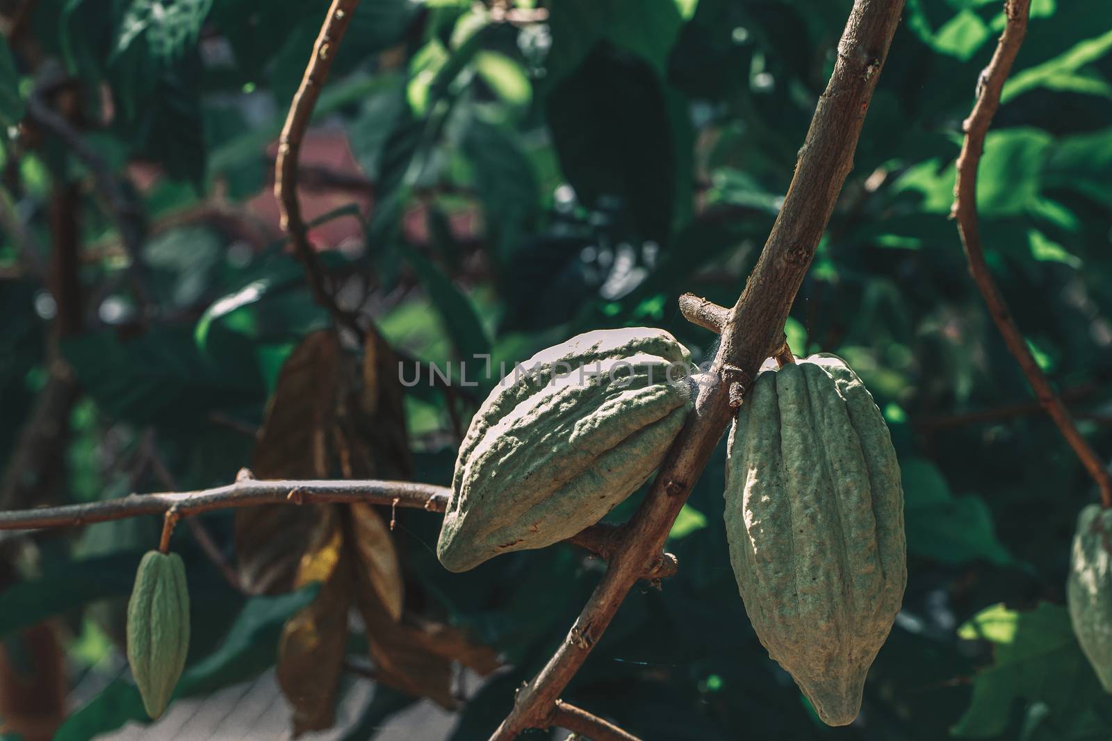 Cacao Tree (Theobroma cacao). Organic cocoa fruit pods in nature.