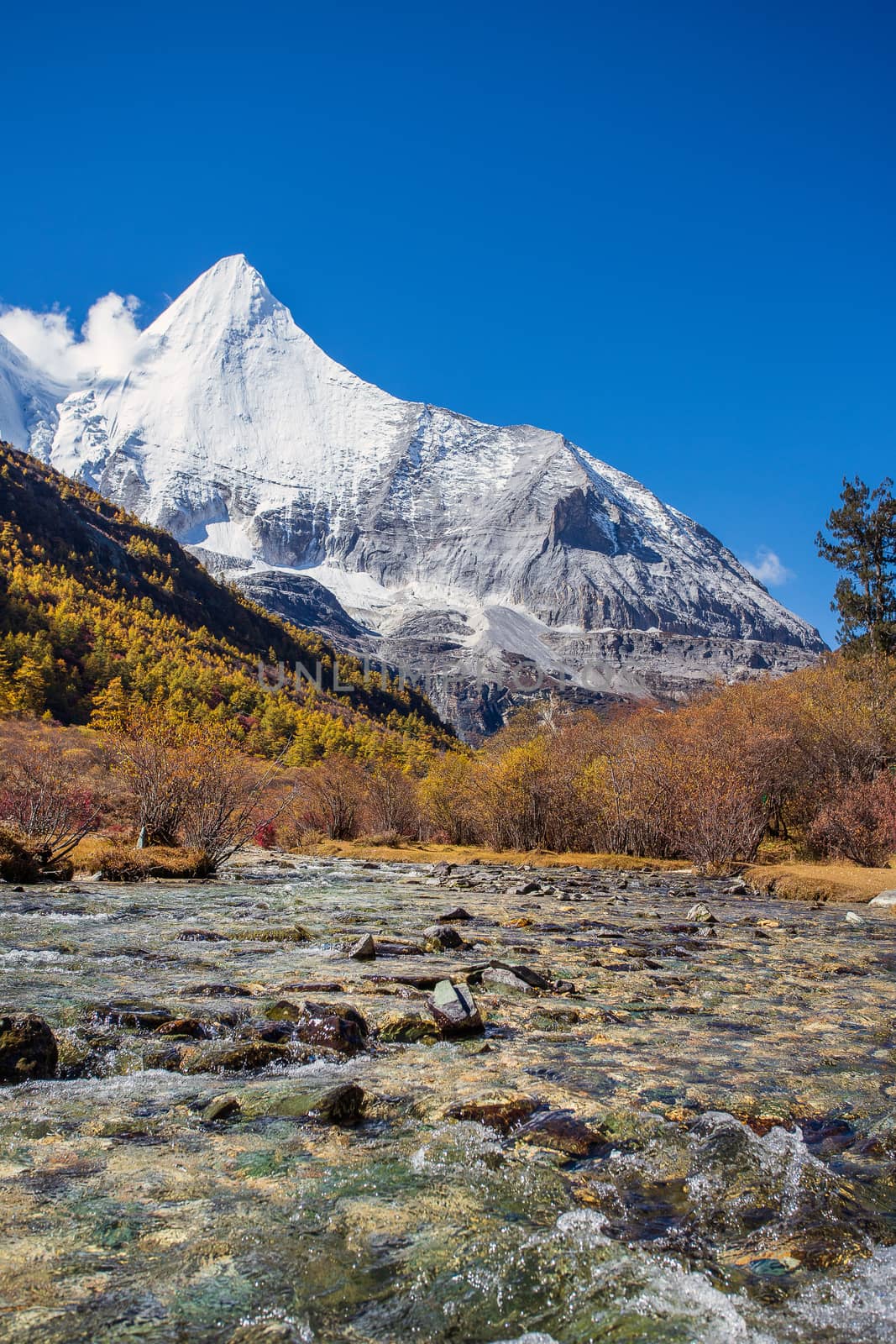 Colorful in autumn forest and snow mountain at Yading nature res by freedomnaruk