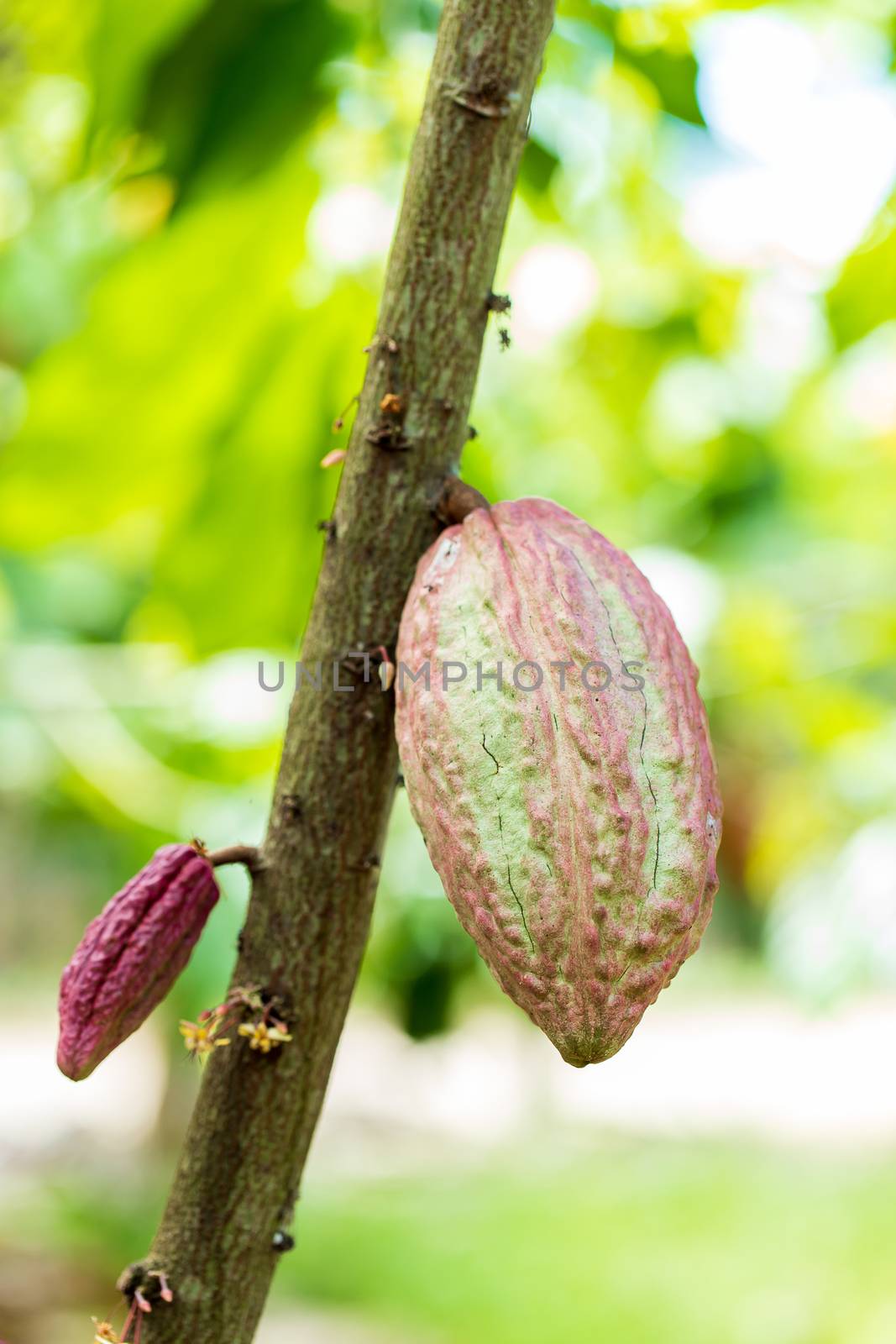 Cacao Tree (Theobroma cacao). Organic cocoa fruit pods in nature by freedomnaruk