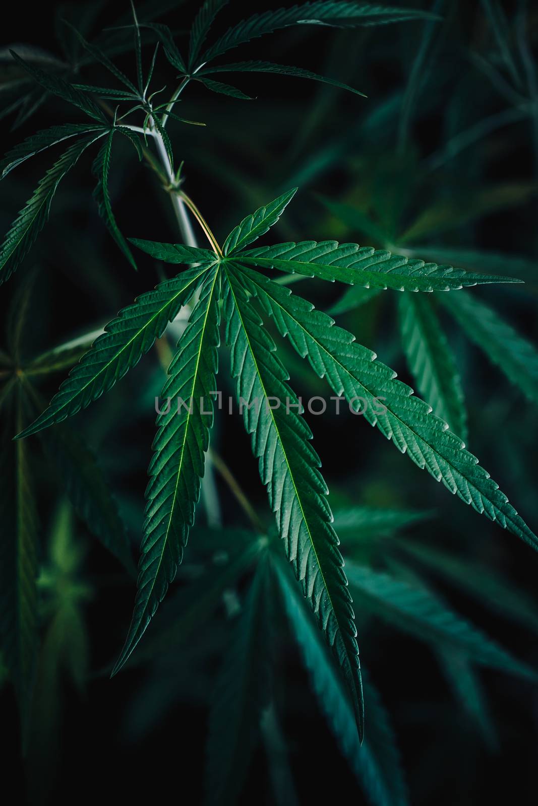 cannabis on a Black background