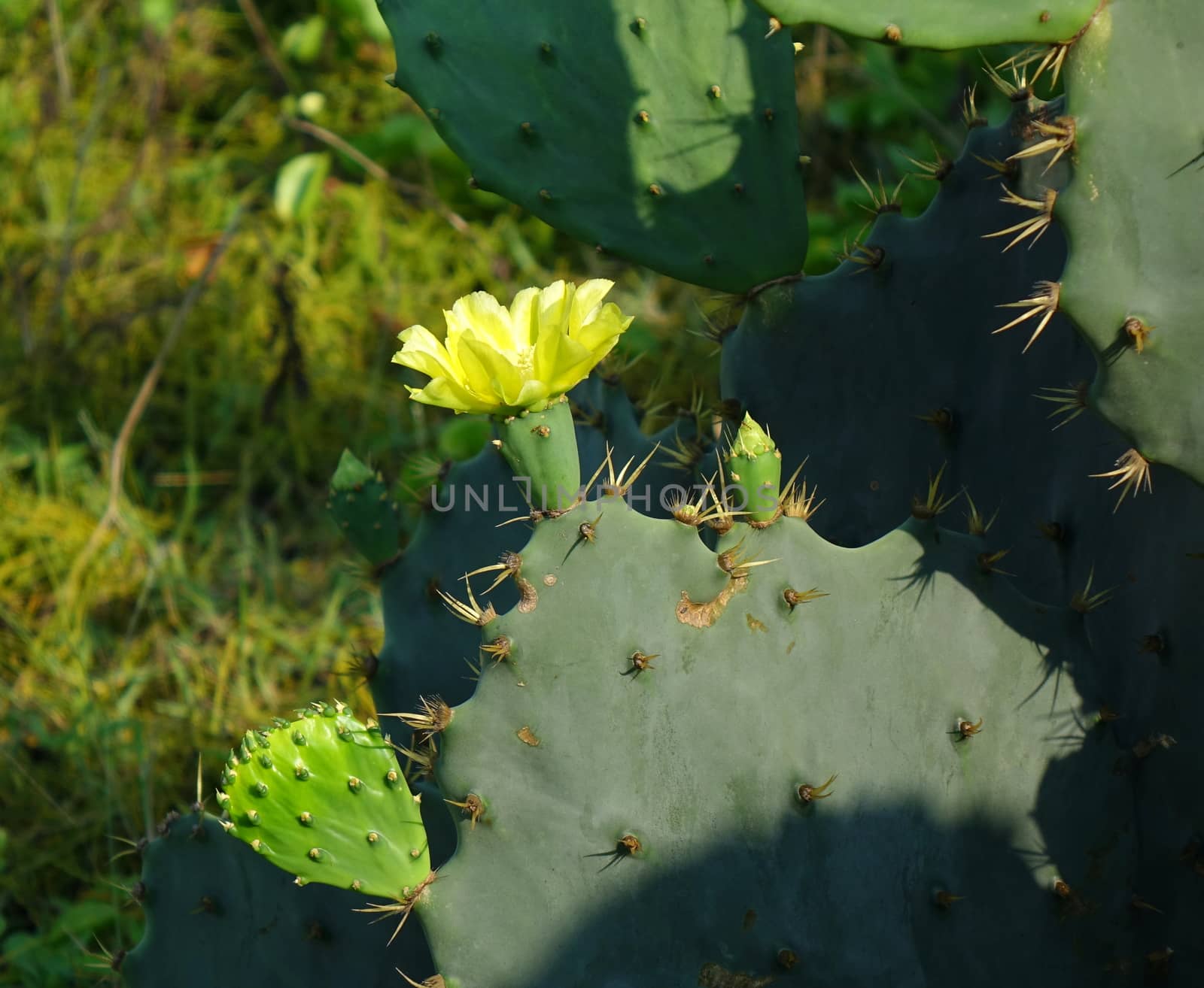 A yellow flower blossoming on a prickly pear cactus, Opuntia Robusta
