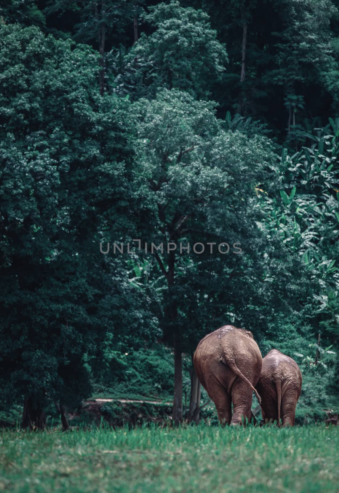 Asian Elephant in a nature at deep forest in Thailand