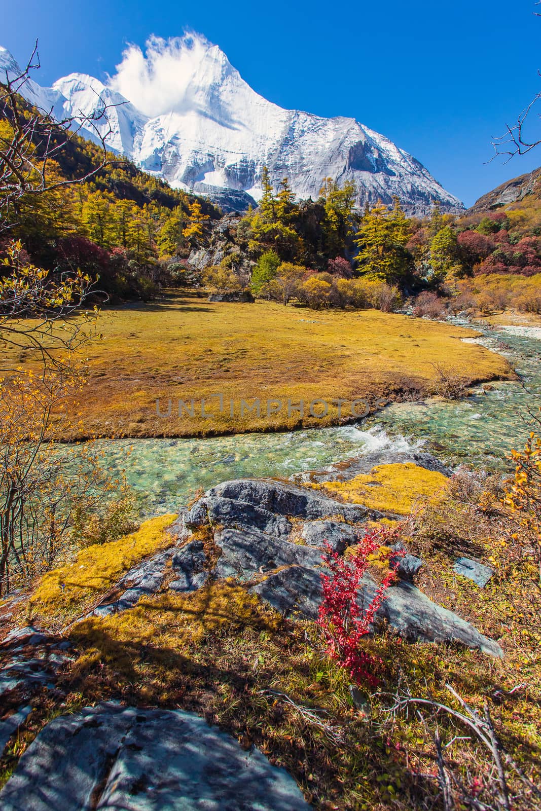 Colorful in autumn forest and snow mountain at Yading nature reserve, The last Shangri la