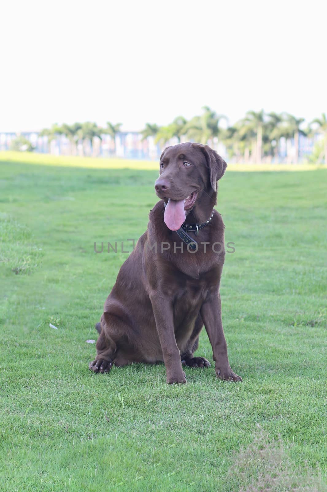 a dog golden retriever in the park