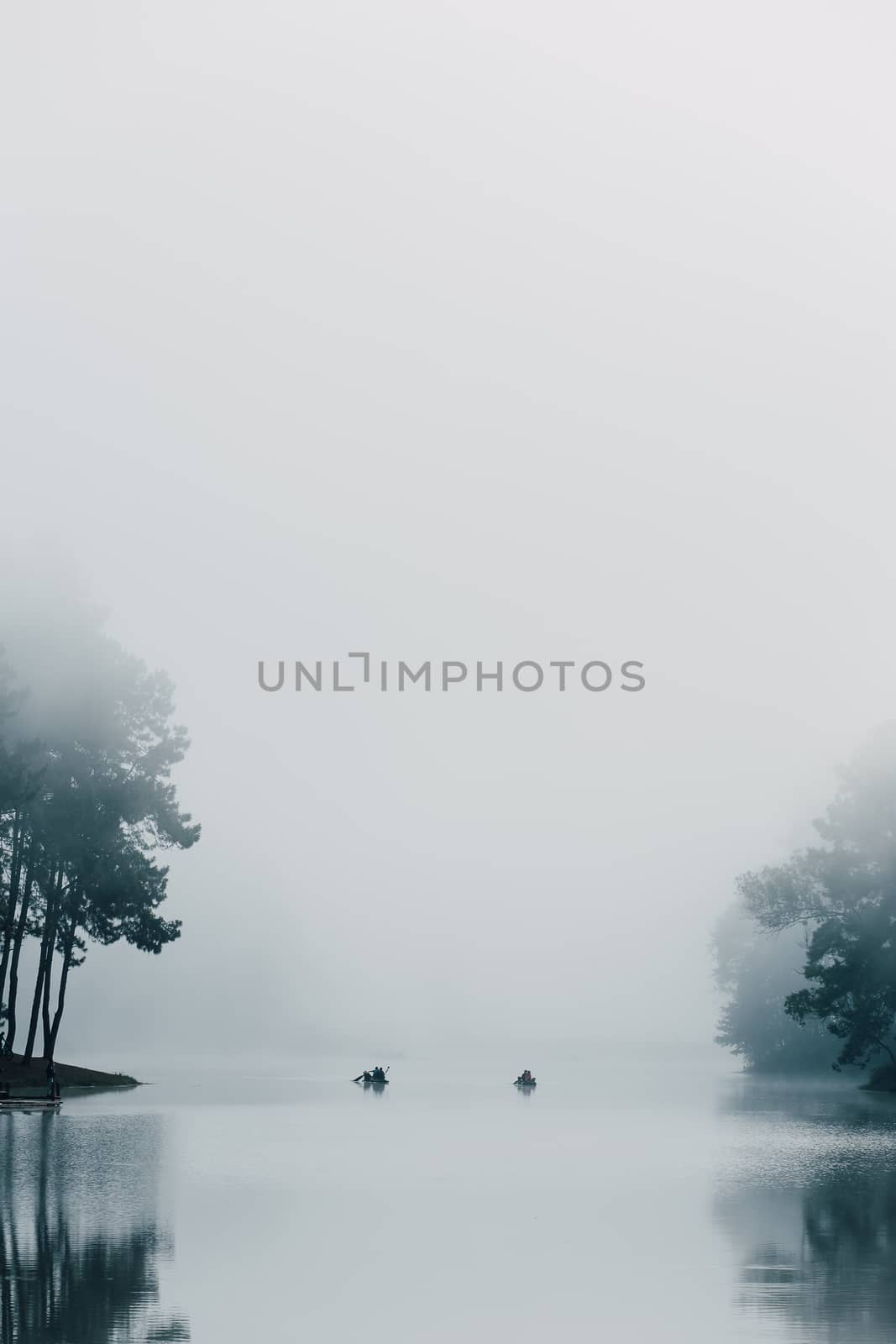 pine forest with foggy at Pang Oung, Mae Hong Son, Thailand