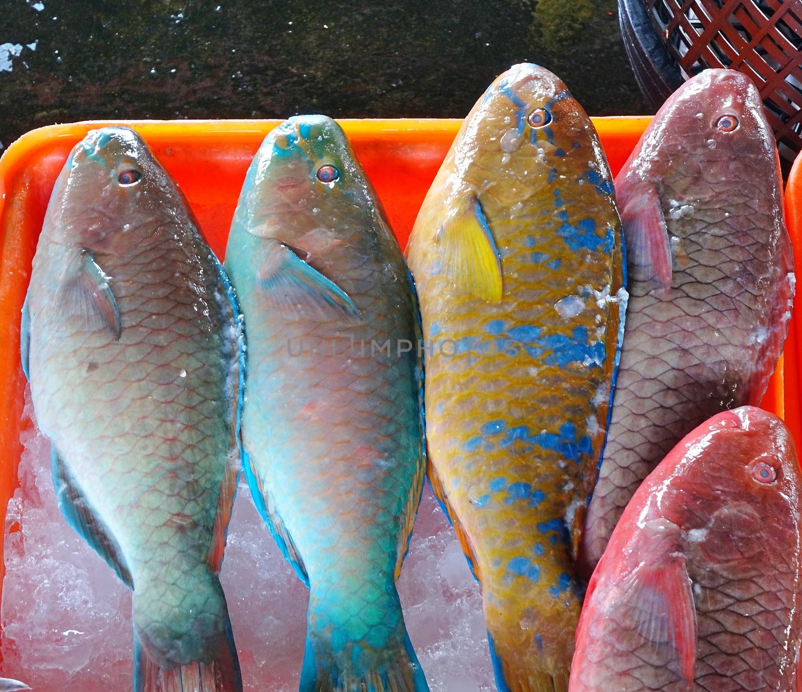 Colorful parrotfish are sold at a fish market in Taiwan
