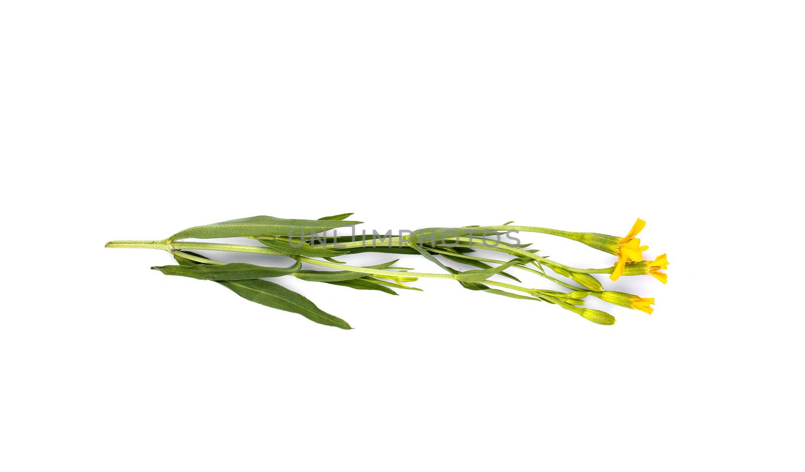 French Tarragon on white background by freedomnaruk