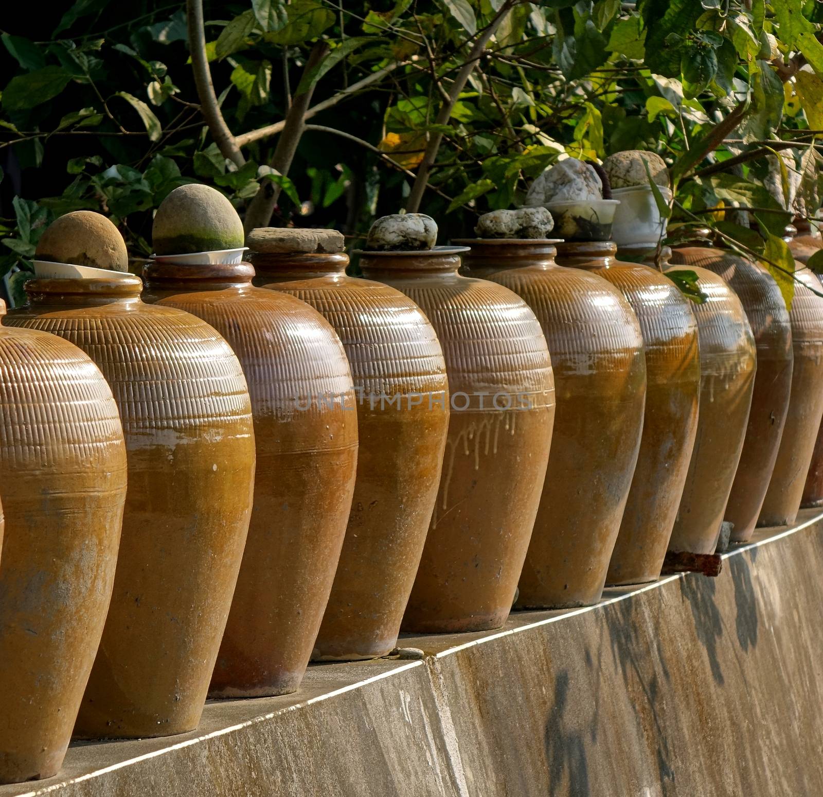 A row of large pickling jars on a garden wall
