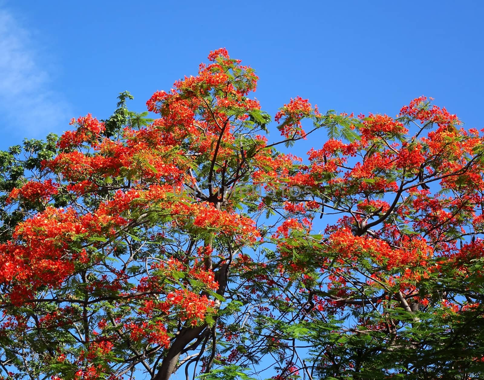 The beautiful red blossoms of the Flame Tree (Delonix Regia) seen against a blue sky
