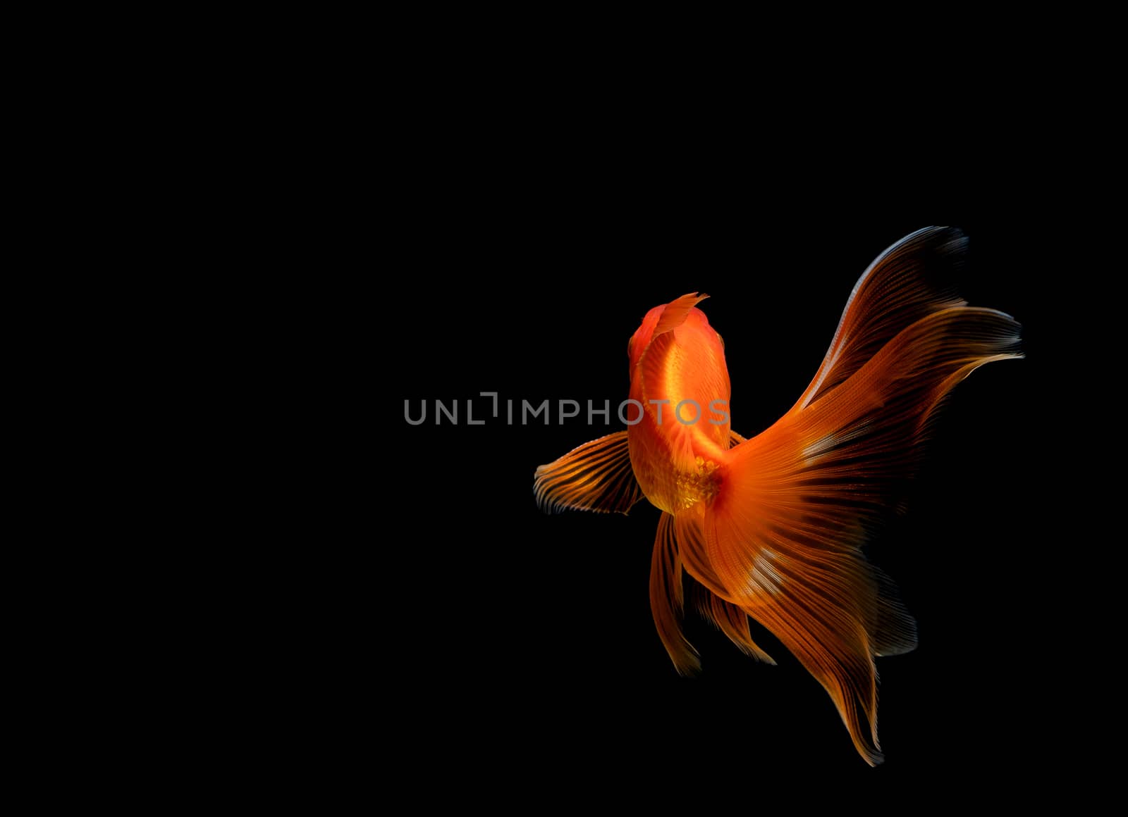 goldfish isolated on a dark black background