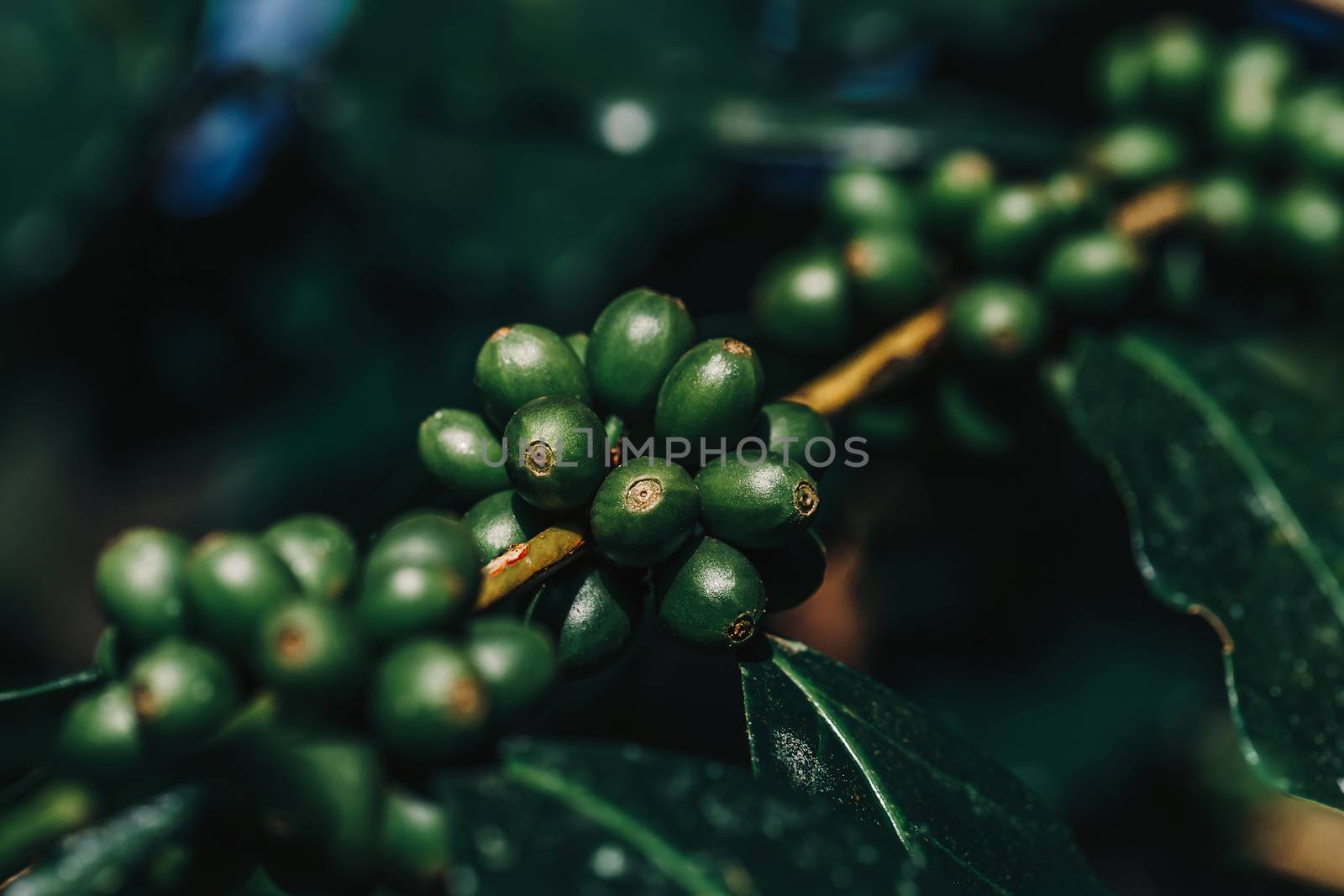 Coffee beans ripening, fresh coffee,red berry branch