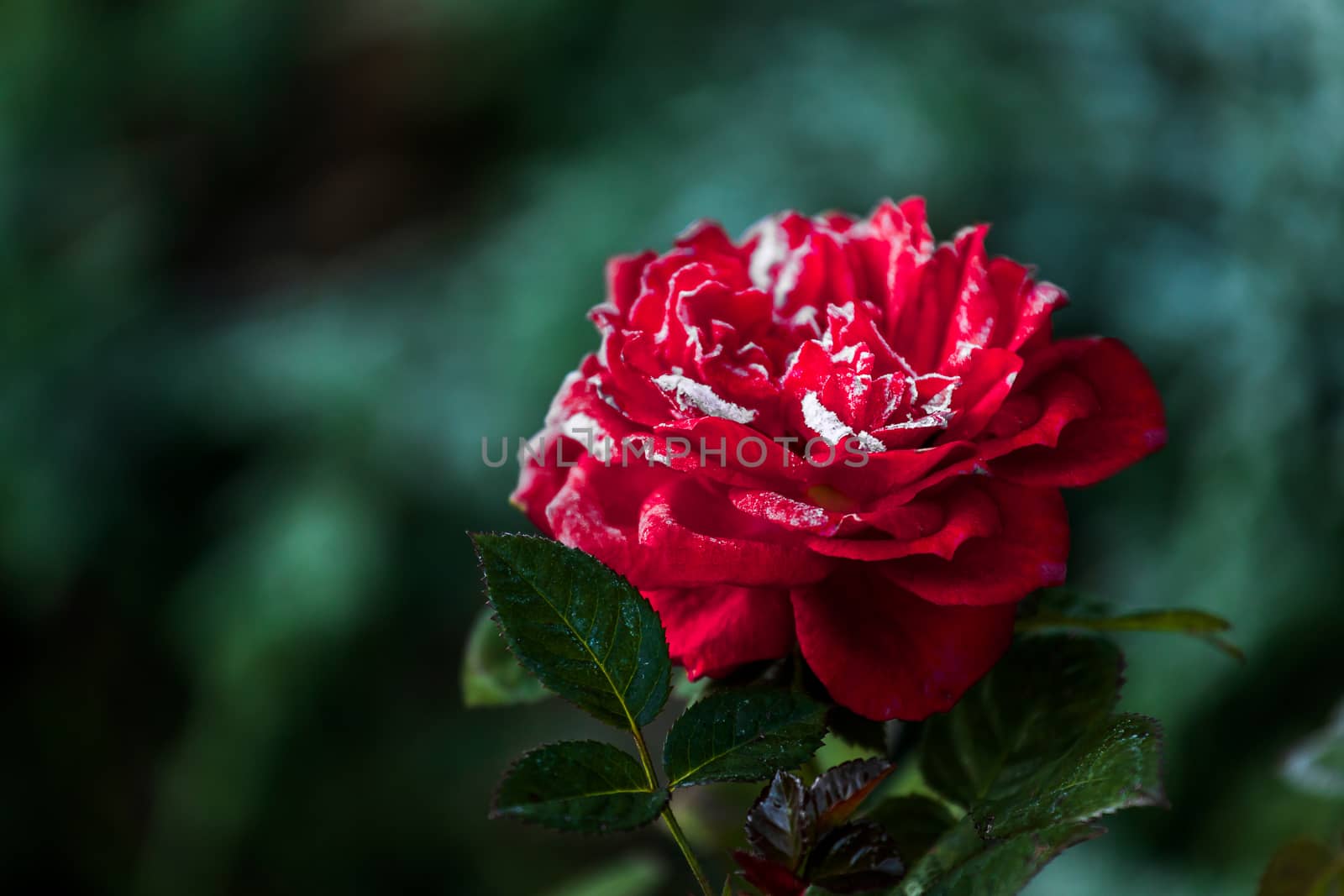 Red rose flower blooming in roses garden on background