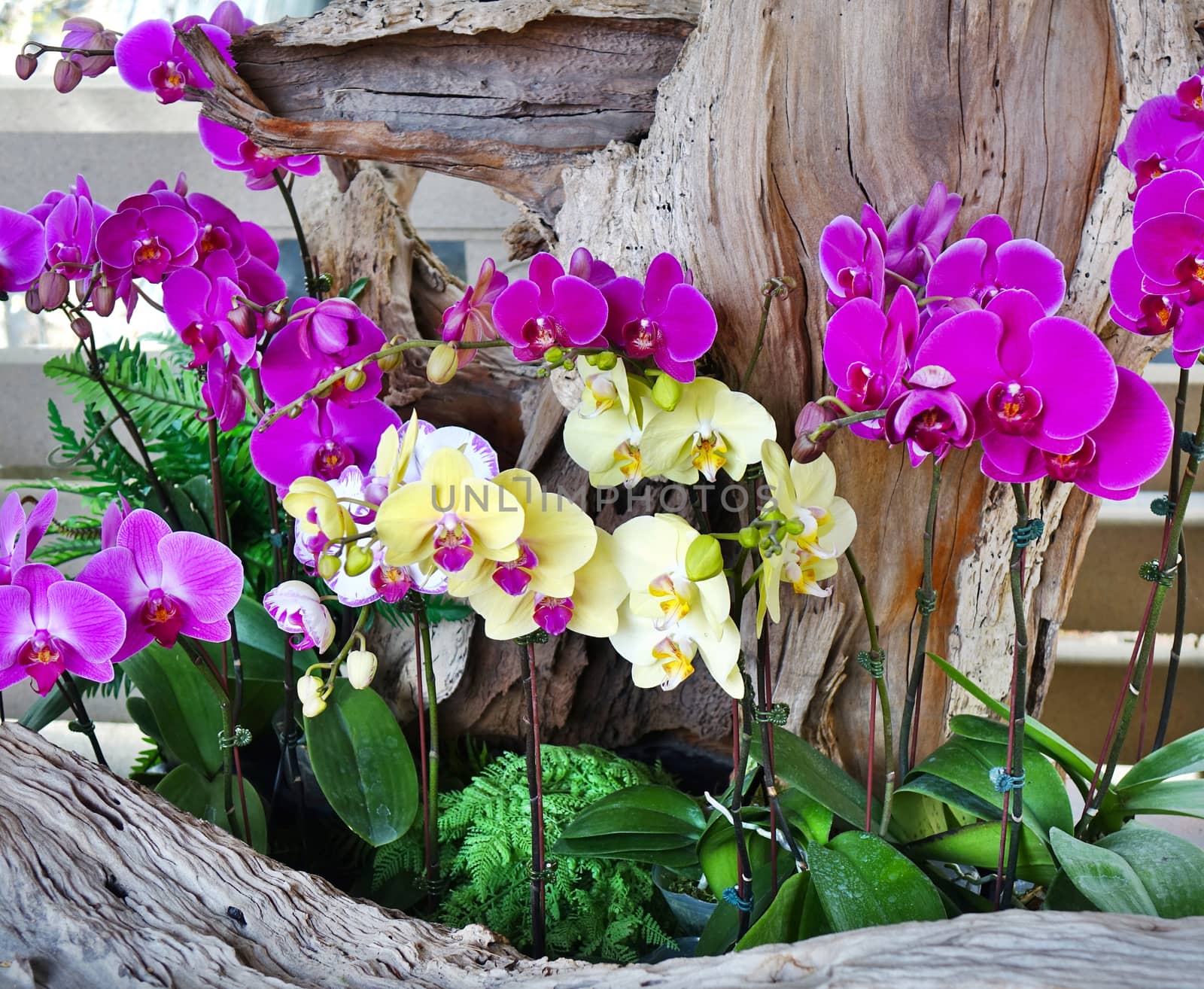 Purple and white and yellow blossoms of the Phalaenopsis orchid family