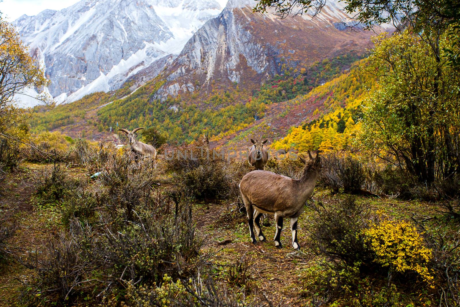 Chamois, Rupicapra rupicapra, on the rocky hill, forest in background,