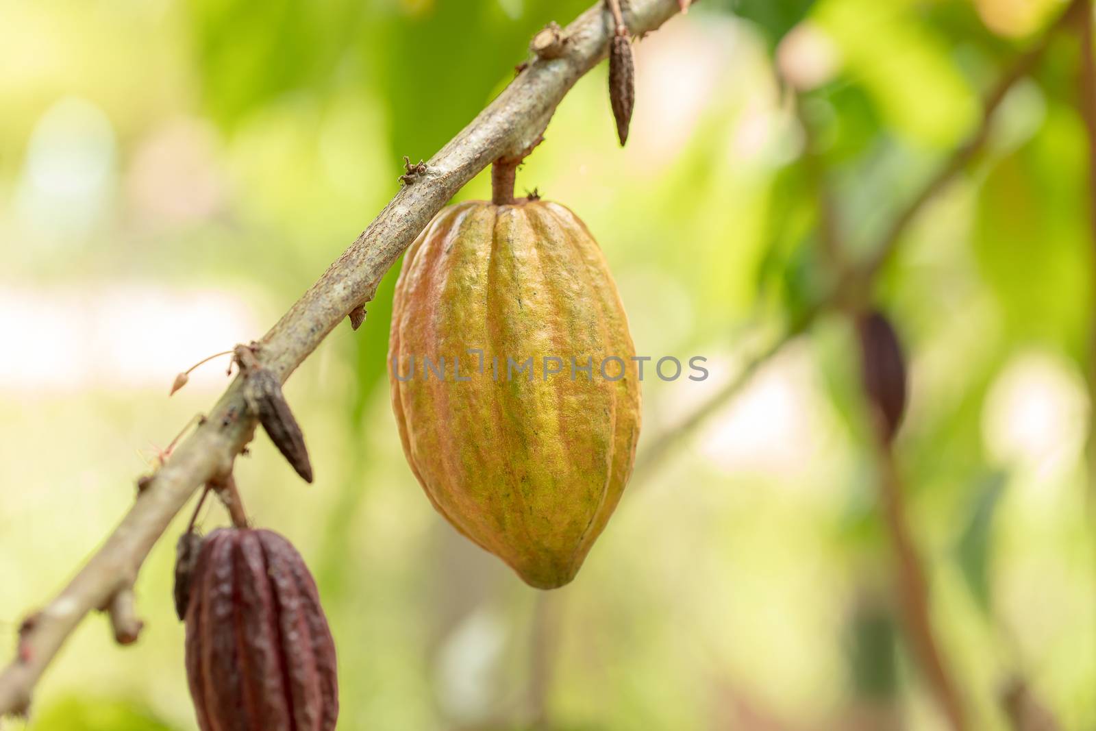 Cacao Tree (Theobroma cacao). Organic cocoa fruit pods in nature by freedomnaruk