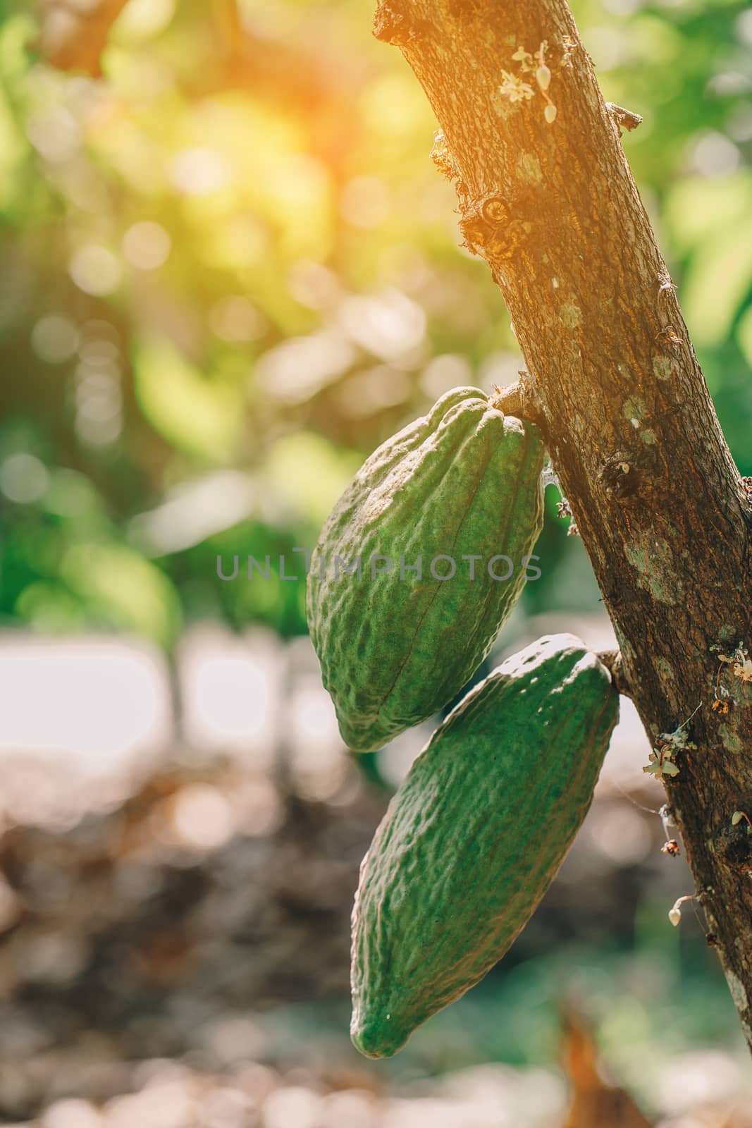 Cacao Tree (Theobroma cacao). Organic cocoa fruit pods in nature.