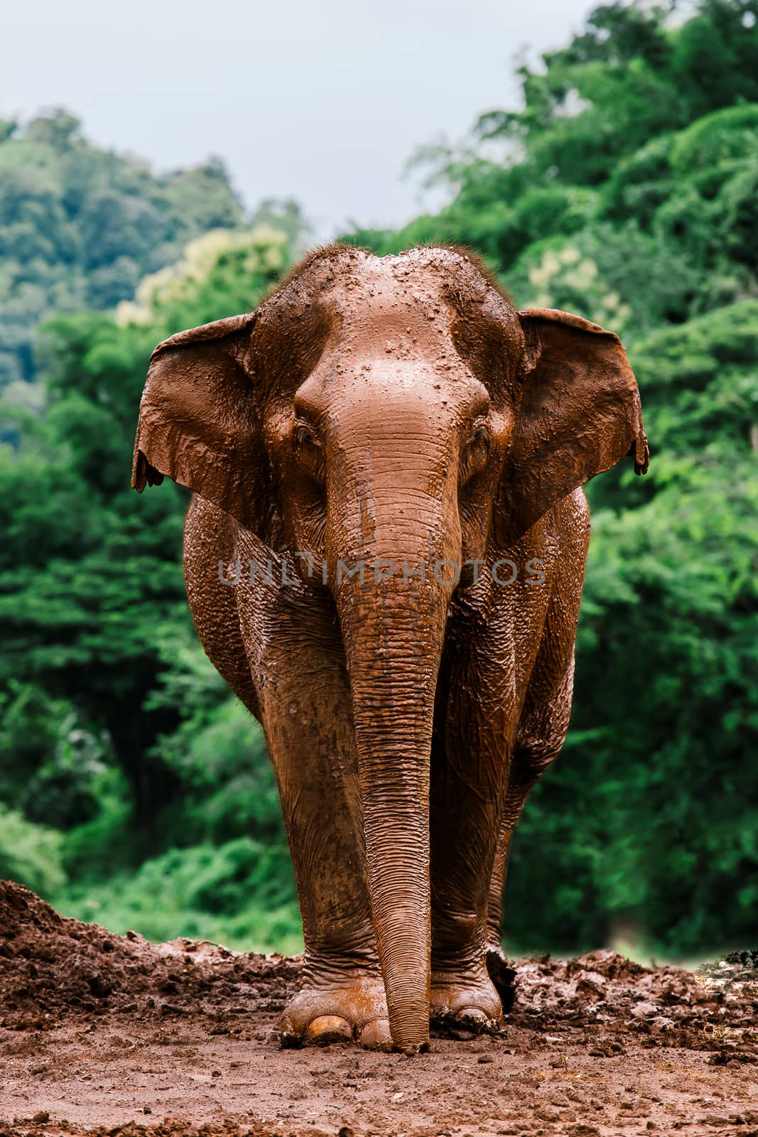 Asian Elephant in a nature at deep forest in Thailand by freedomnaruk