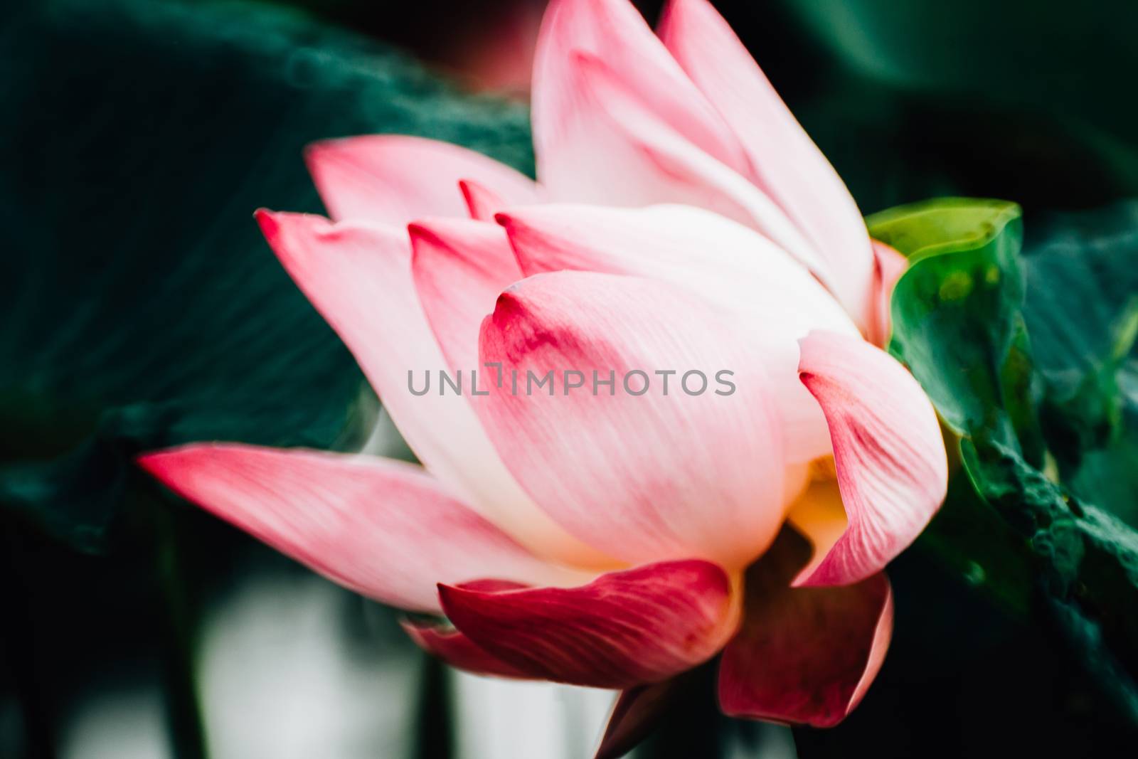 lotus flower plants with green leaves in lake