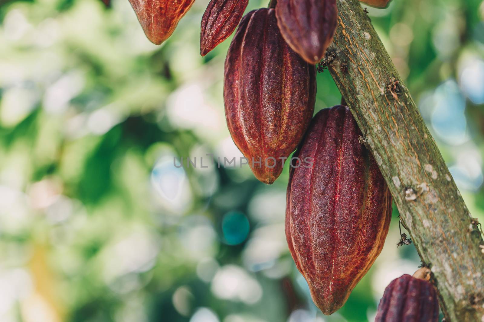 Cacao Tree (Theobroma cacao). Organic cocoa fruit pods in nature by freedomnaruk