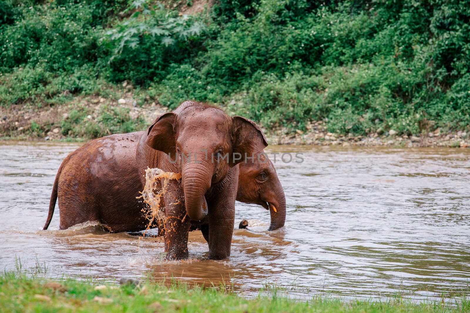 Asian Elephant in a nature at deep forest in Thailand by freedomnaruk