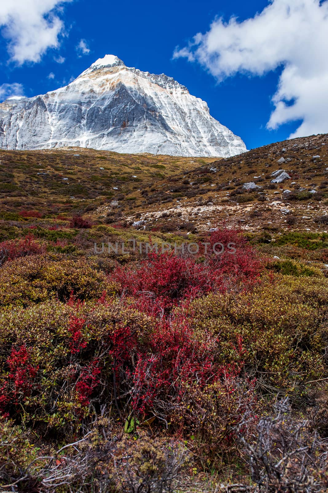 Colorful in autumn forest and snow mountain at Yading nature res by freedomnaruk